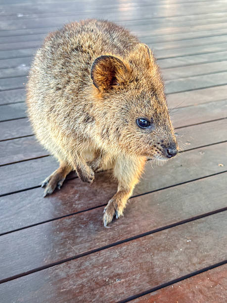 istock Curious Quokka On A Wooden Deck Near Perth Captured In Warm Evening Light 2246072992