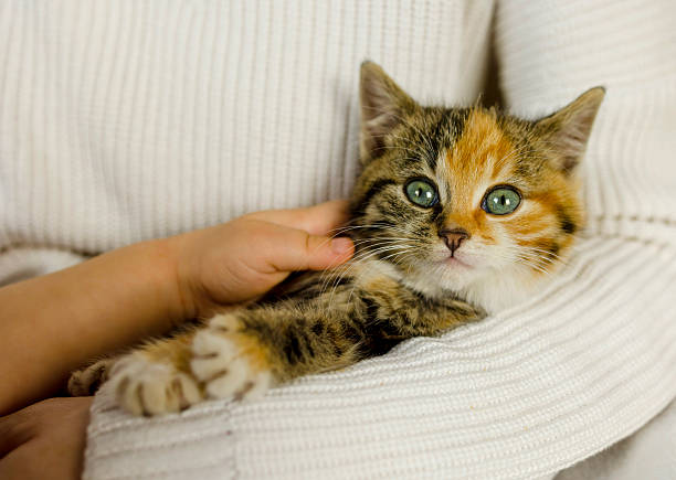 istock feline in loving embrace, warm scene with caring human and cozy textures, charming image depicting playful calico feline nestled peacefully within affectionate human refuge and plush 2246074095