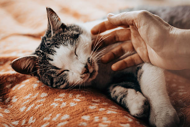 istock A serene moment of a human and cat connection. A hand gently caressing a sleeping tabby cat on a cozy blanket. A tender interaction between a person and their beloved feline companion at home. 2246074128