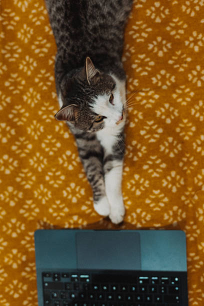 istock Relaxed tabby cat lounging near a laptop on a patterned yellow blanket viewed from above. A curious feline pet rests near a computer, enjoying the warmth of the blanket. Safe Online surfing. Smart cat 2246074225