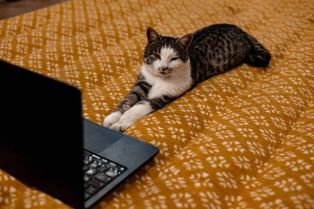 istock Cat relaxing on a bed with a laptop, looking at the screen. A tabby cat is lying on a bed with a black laptop, appearing to be watching something on the screen or working online. Using a notebook. 2246074247
