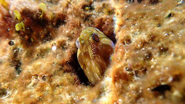 istock Molly miller blenny (Scartella cristata) undersea, Ligurian Sea 2246074490