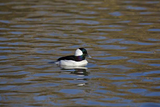 istock Bufflehead (male) (bucephala albeola) swimming a pond 2246075062