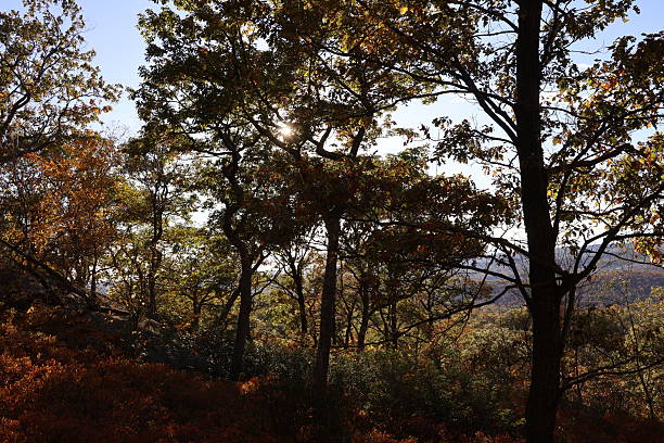 istock Lush Fall Foliage in the Mountains 2246075170