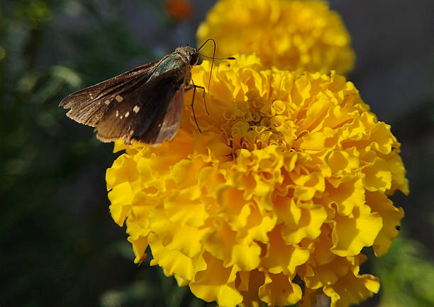 A delicate brown skipper butterfly, with small white spots on its wings, rests on a yellow marigold.