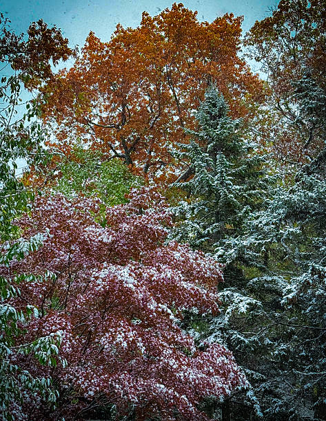 istock Autumn Trees Covered with Early Snow 2246075314