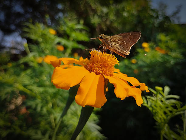 A brown skipper butterfly is perched on an open-faced orange marigold in a sun-dappled garden.
