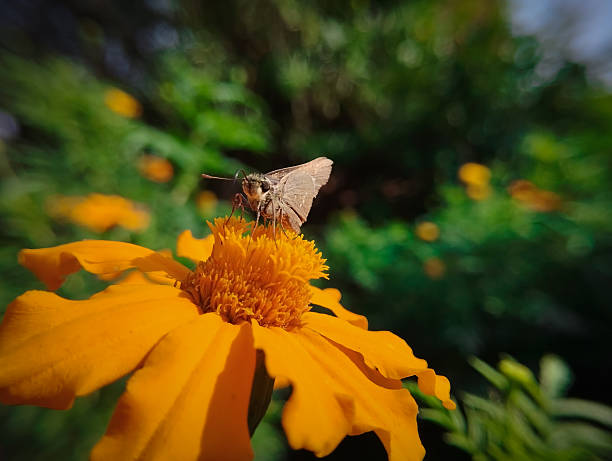 A brown skipper butterfly is captured up close as it feeds from the center of an orange marigold.