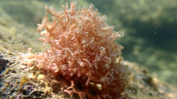 istock Red algae Amphiroa rigida close-up undersea, Ligurian Sea 2246076160