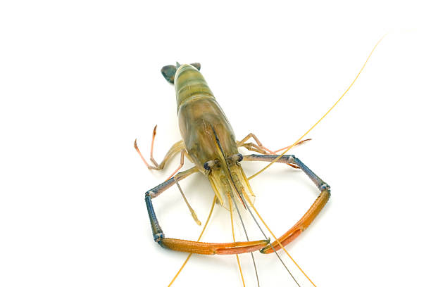 Fresh river prawns isolated on white background. Big freshwater prawns. River prawns for cooking.