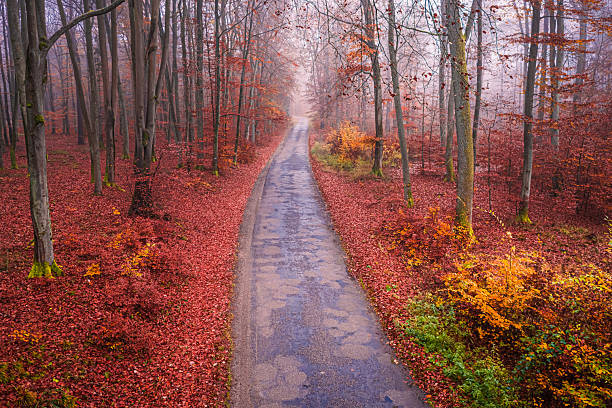 Asphalt road through forest. Transport in nature. Autumn trip to forest. Aerial view of wildlife in Poland