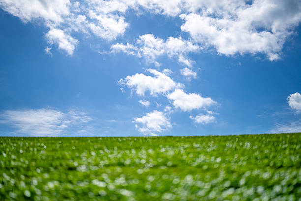 Grass background. Grass field. Summer meadow. Spring hill. Grassy lawn. Grass texture. Natural green texture. Sunny grass. Greenery landscape. Pasture pattern. Grassland view