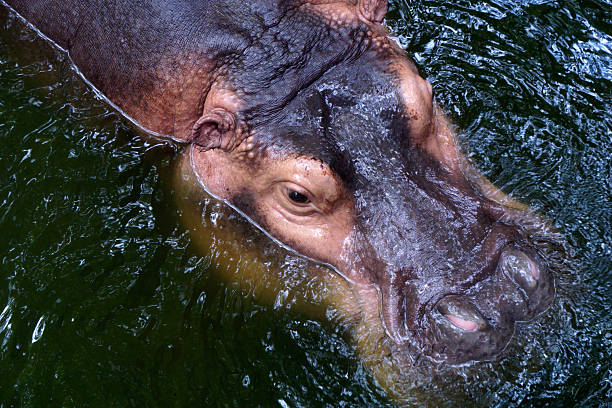 close up of hippopotamus in the pond