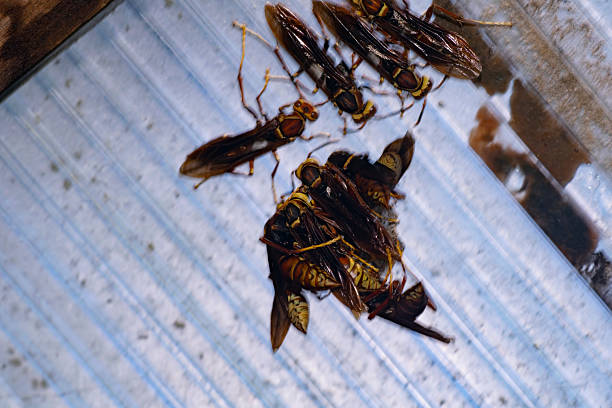 Paper wasp insects building the nest