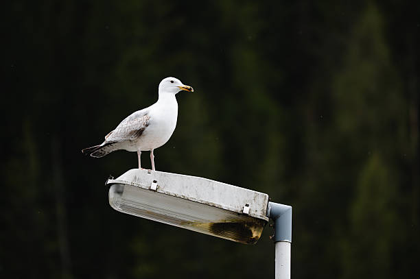 A seagull stands on top of a street light against a dark forest backdrop. The contrast between the natural scenery and the man-made structure highlights the coexistence of wildlife and urban elements in a calm, atmospheric setting.