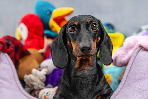 istock Cute dachshund surrounded by colorful plush toys in cozy setting 2246085159
