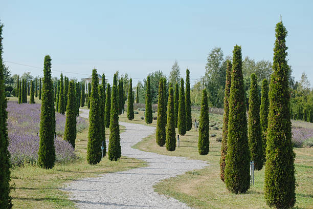 Italian cypress trees line winding path through lavender field under clear sky