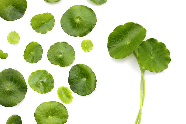 istock Centella asiatica plant (Gotu Kola) Fresh herb leaves 2246087316