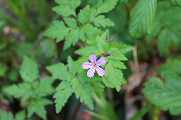 istock Single herb-Robert wildflower at Killarney National Park in Ireland 2246087353