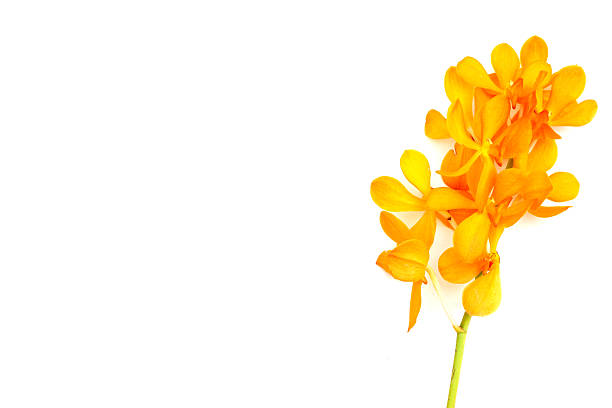 istock Orange mokara orchid on white background. 2246087521