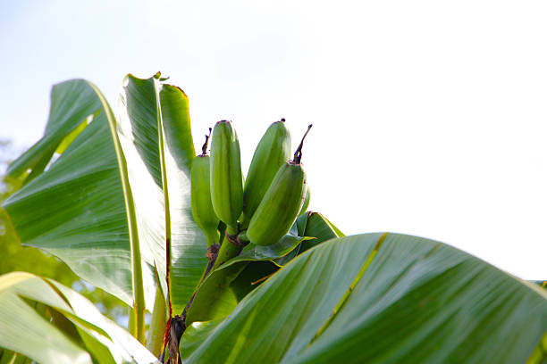 Green bananas growing on a plant.