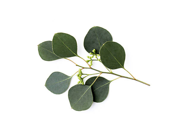 istock Eucalyptus leaves on white background. Green leaf branches. 2246087918