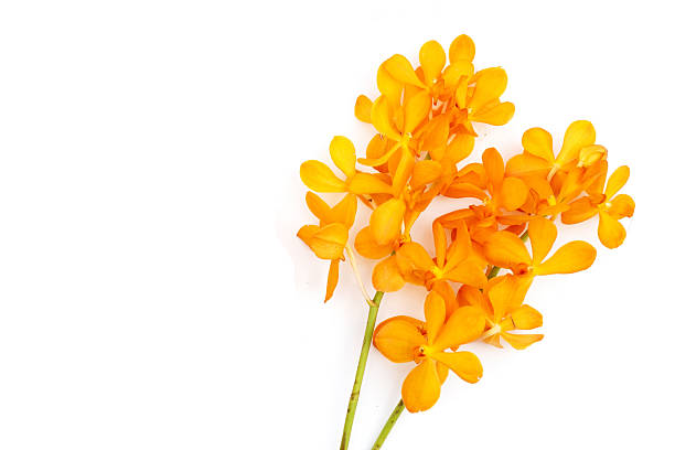 istock Orange mokara orchid on white background. 2246088048