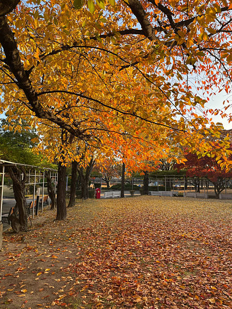 istock Autumn Garden in Seoul 2246088848