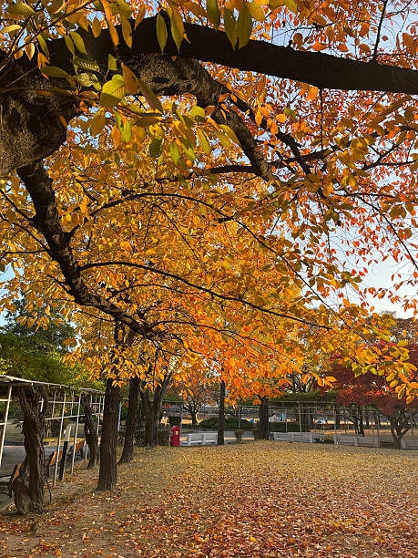 istock Autumn Garden in Seoul 2246088854