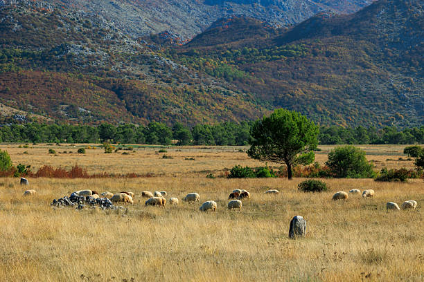 Sheep in Albanian mountains landscape