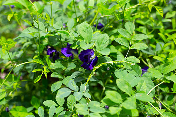 istock Blue butterfly pea flower on a green vine. 2246089700
