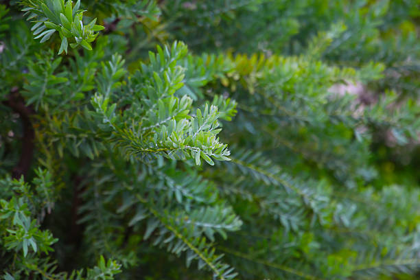 istock Acacia blue bush tree with green leaves 2246090894