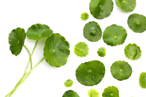 istock Centella asiatica plant (Gotu Kola) Fresh herb leaves 2246092293