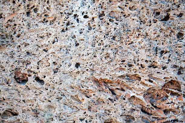 A rock with a lot of holes in it. The holes are small and scattered throughout the rock