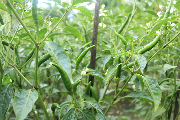 istock The  hot chili peppers are ready for harvesting 2246094008