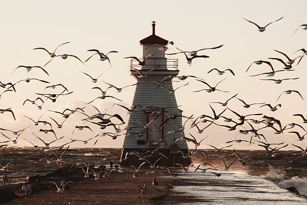 istock Seagulls Flying by Lighthouse on Lake Huron 2246095599