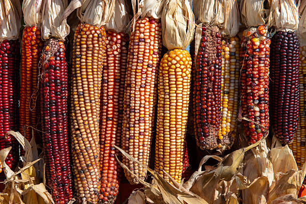 istock Colorful Indian corn cobs hanging in sunlight during autumn harvest 2246096926