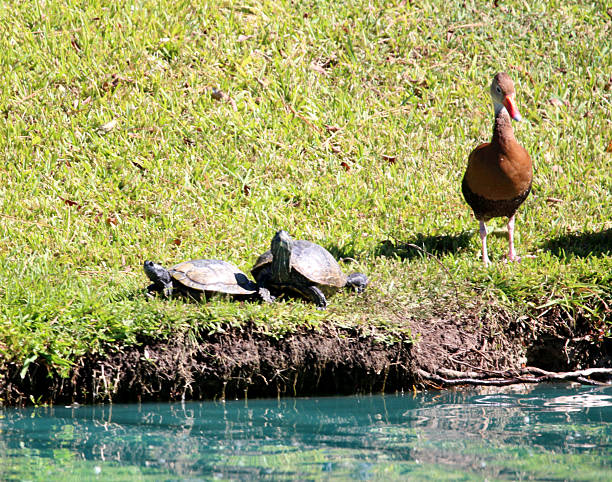 Turtles and Black-bellied whistling duck sunning on the shore at the edge of a neighborhood pond