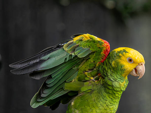 istock Bloedel Conservatory in Queen Elizabeth Park 2246098894