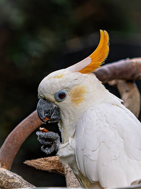 istock Bloedel Conservatory in Queen Elizabeth Park 2246098895
