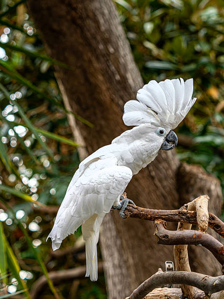 istock Bloedel Conservatory in Queen Elizabeth Park 2246098900