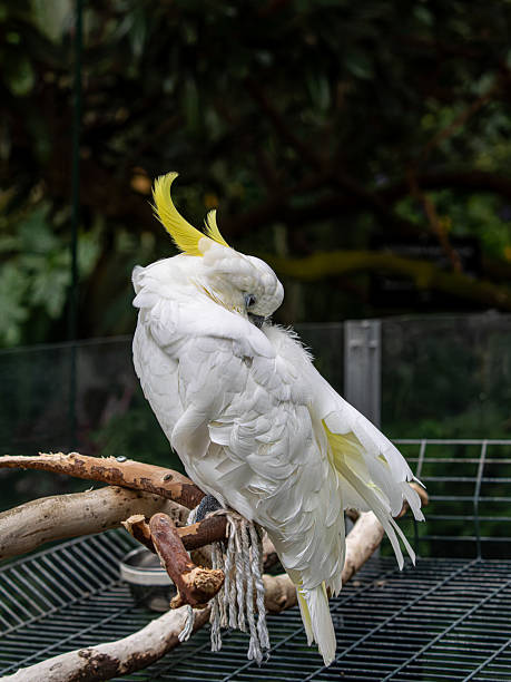 istock Bloedel Conservatory in Queen Elizabeth Park 2246098933