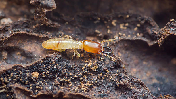 istock Termite soldier on wood surface showing mandibles 2246101358