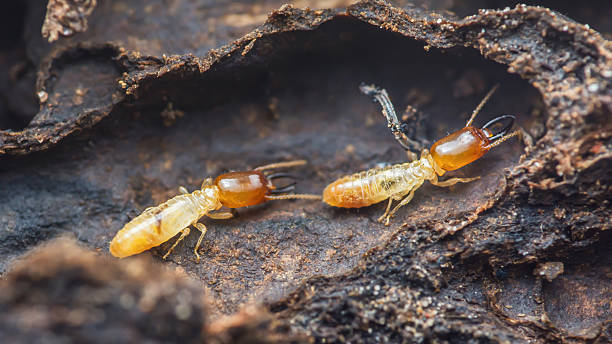 istock Termite soldiers crawling inside damaged wooden structure 2246101359