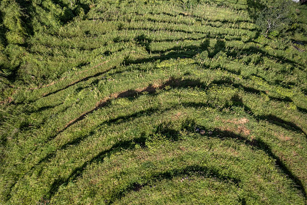 istock Vertical view of densely green terraced fields 2246106005