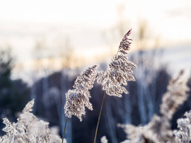 istock Yellow autumn fluffy feather grass with seeds on curved stems in light wind. Hello autumn concept. Natural background with copy space 2246108943