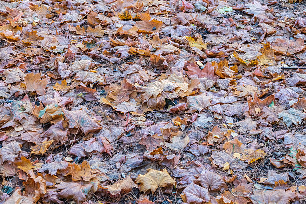 fallen yellow and orange autumn leaves on green grass on the ground. Autumn horizontal background with dried leaves in the sunlight.