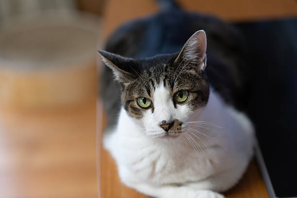 Cute cat sitting and staring