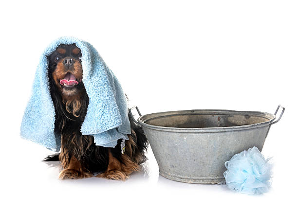 istock cavalier king charles and towel 2246112728