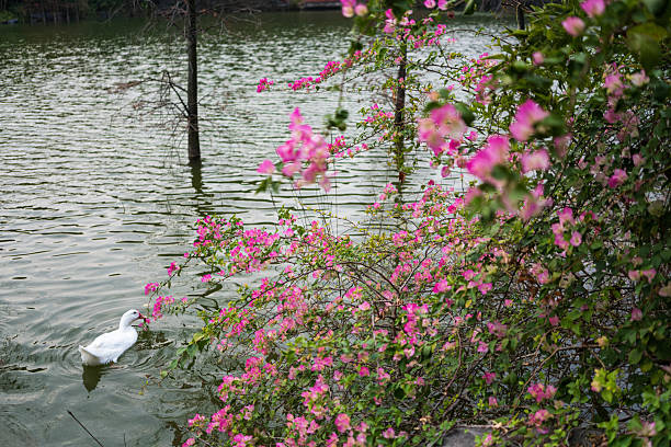 A serene scene of a white duck gliding on calm lake waters, with vibrant pink bougainvillea flowers in the foreground. The lush foliage and tranquil water create a peaceful natural environment, ideal for themes of wildlife, nature, and scenic beauty.